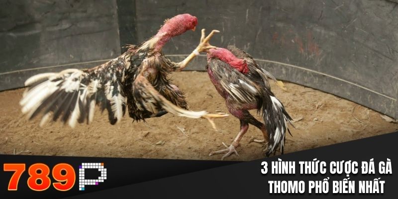 Đá Gà Thomo Tại 789P - Chi Tiết Quy Định Và Cửa Đặt Cược - Cavor Đá Gà Thomo Tại 789P - Chi Tiết Quy Định Và Cửa Đặt Cược - Cavor