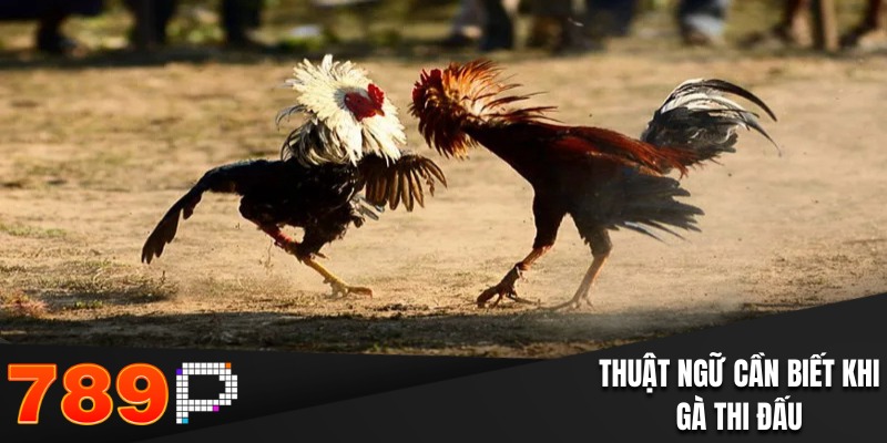 Thuật Ngữ Đá Gà Phổ Biến Dân Trong Nghề Cần Phải Biết - Cavor Thuật Ngữ Đá Gà Phổ Biến Dân Trong Nghề Cần Phải Biết - Cavor