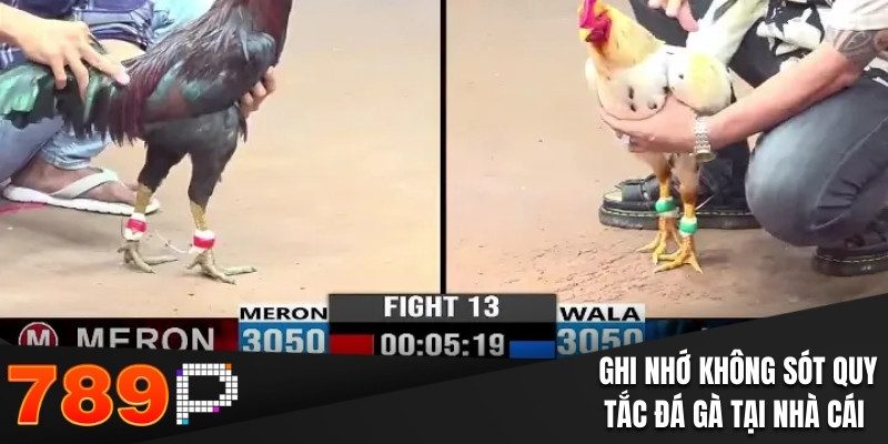 Đá Gà Cựa Sắt - Nhận Định Chính Xác Thu Thưởng Cực Đã - Cavor Đá Gà Cựa Sắt - Nhận Định Chính Xác Thu Thưởng Cực Đã - Cavor