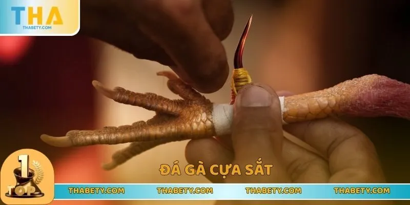 Đá Gà THABET - Trải Nghiệm Vui Chơi Đỉnh Cao, Nhận Lãi Lớn - Cavor